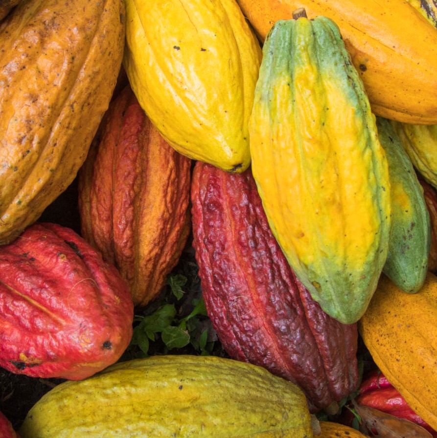 Deze afbeelding heeft een leeg alt-attribuut; de bestandsnaam is CACAO-MIXCLOUD.jpg